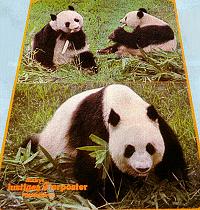 panda poster